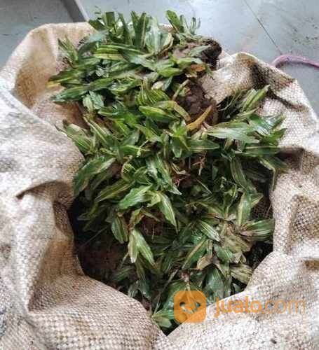 Rumput Gajah Mini Varigata Meter an