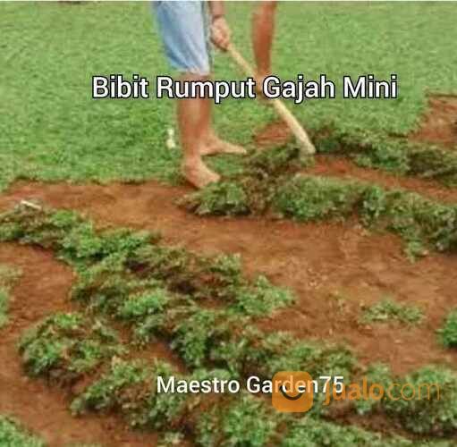 Rumput Gajah Mini Varigata Meter an