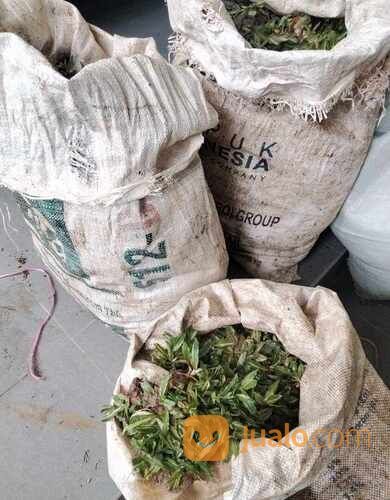 Rumput Gajah Mini Varigata Meter an