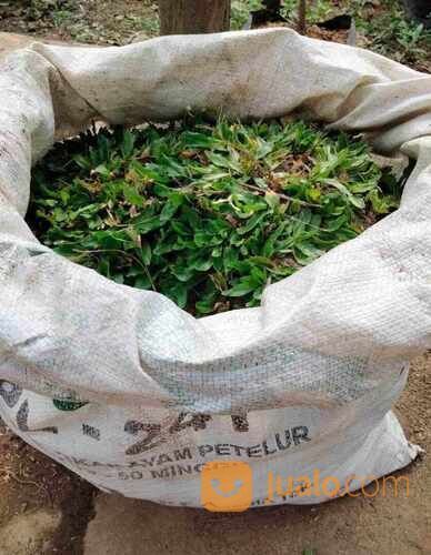 Rumput Gajah Mini Meter an