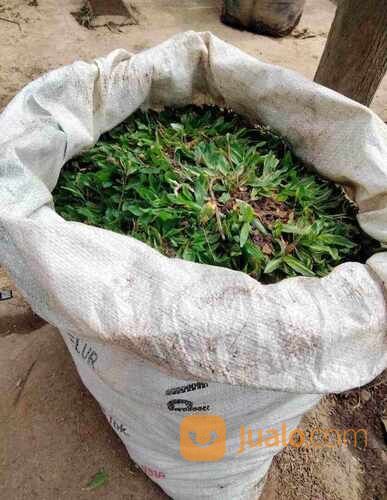 Rumput Gajah Mini Meter an