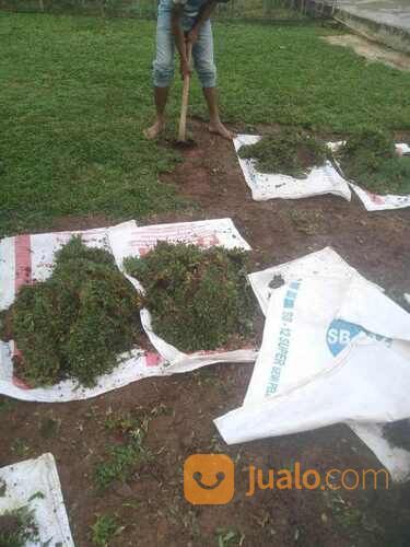 Rumput Gajah Mini Meter an