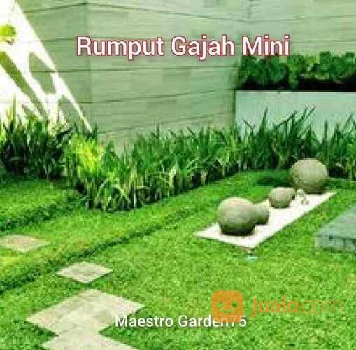 Rumput Gajah Mini Meter an