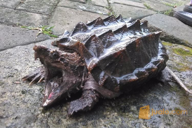 Kura Kura Aligator Snapping