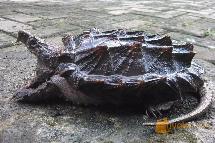 Kura Kura Aligator Snapping