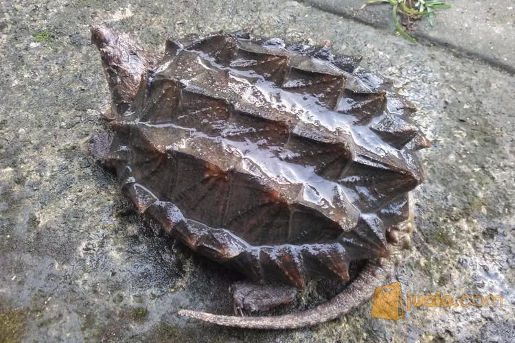 Kura Kura Aligator Snapping