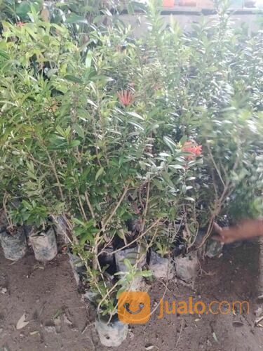 Asoka Bibit Kembang Tinggi 70 - 80 cm