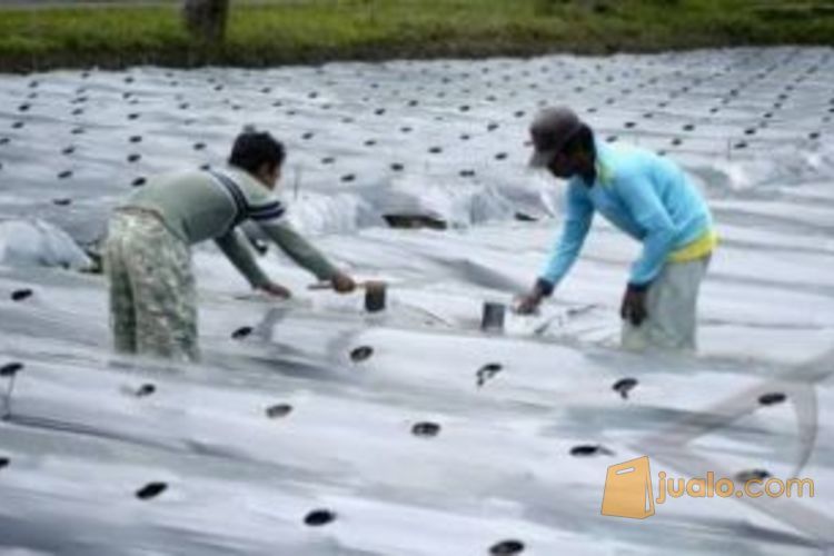 Plastik Mulsa Hitam Perak Murah