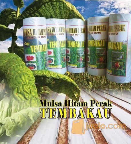 Plastik Mulsa Hitam Perak Murah
