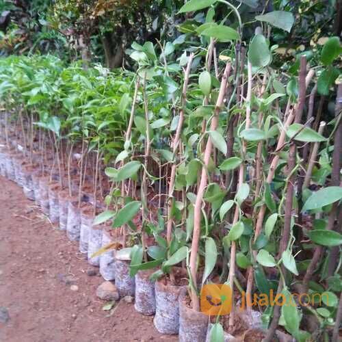 Bibit Tanaman Vanili Unggul Siap Tanam