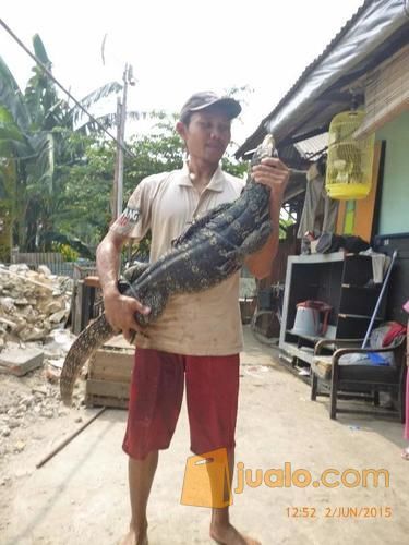 Biawak Super Besar