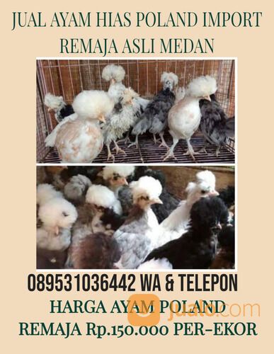 Ayam hias polan poland polandia import remaja asli murah medan