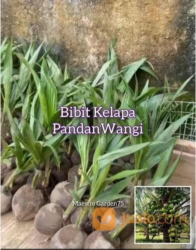 Bibit Kelapa Pandan Wangi F1 Original