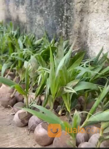 Bibit Kelapa Pandan Wangi F1 Original