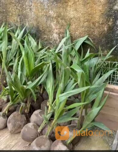 Bibit Kelapa Pandan Wangi F1 Original