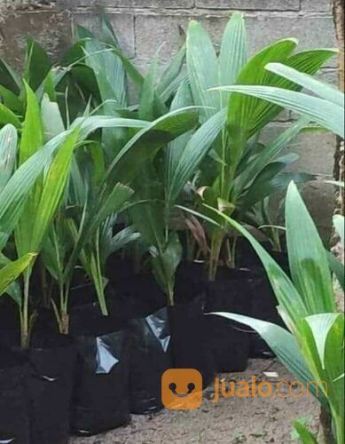 Bibit Kelapa Pandan Wangi F1 Original