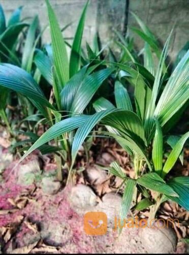 Bibit Kelapa Pandan Wangi F1 Original