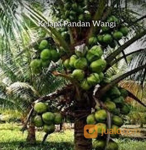 Bibit Kelapa Pandan Wangi F1 Original