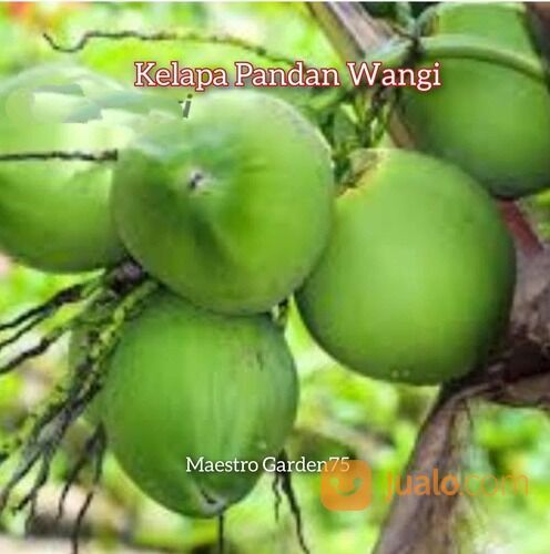 Bibit Kelapa Pandan Wangi F1 Original