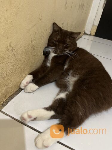 Jasa Pacak Kucing BSH