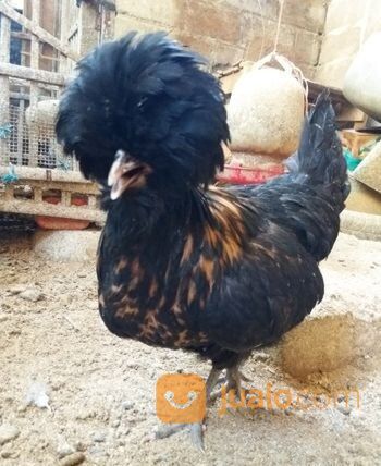 Ayam hias polan poland polandia import remaja asli murah medan
