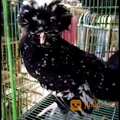 Ayam hias polan poland polandia import remaja asli murah medan