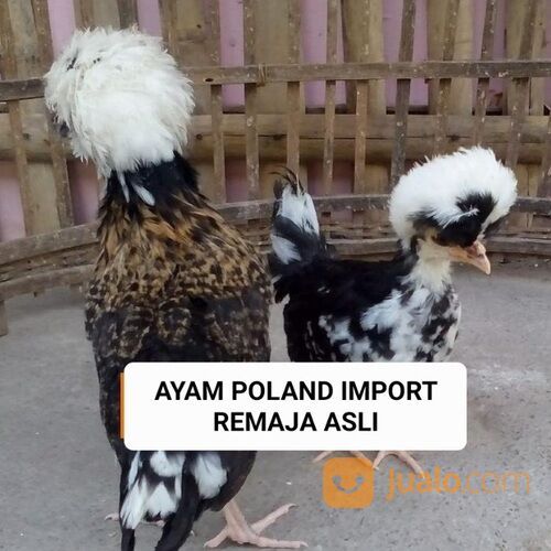 Ayam hias polan poland polandia import remaja asli murah medan