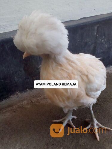 Ayam hias polan poland polandia import remaja asli murah medan