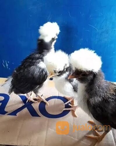 Ayam hias polan poland polandia import remaja asli murah medan