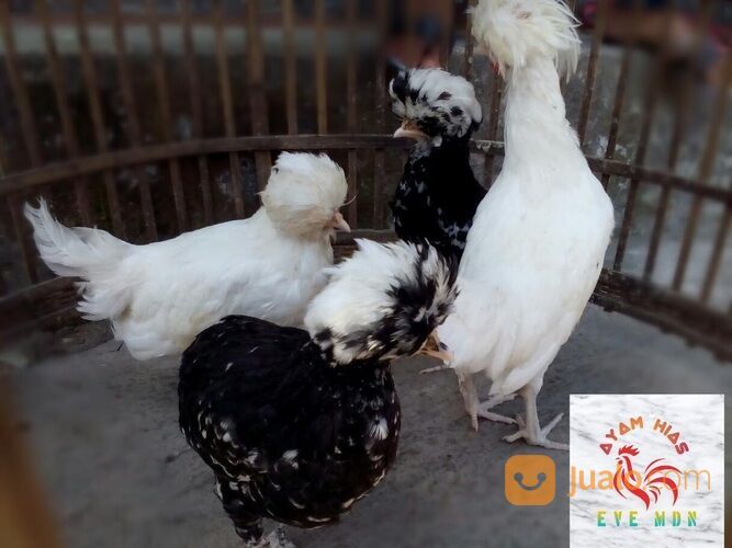 Ayam hias polan poland polandia import remaja asli murah medan