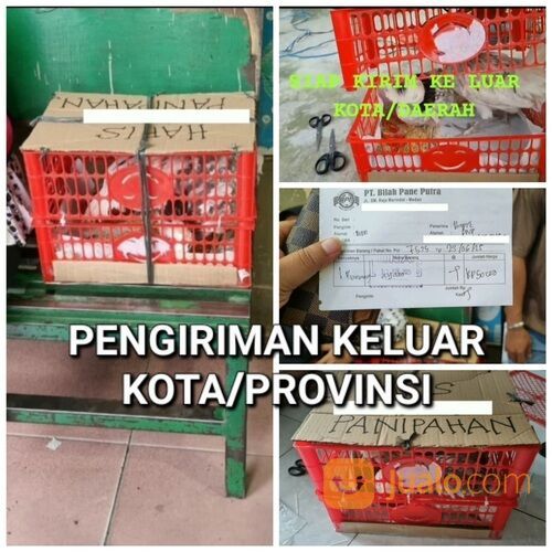 Ayam hias polan poland polandia import remaja asli murah medan