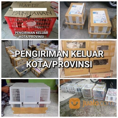 Ayam hias polan poland polandia import remaja asli murah medan