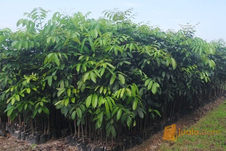 Bibit Kayu Mahoni Bersertifikat | Bibit Pohon Kayu Mahoni | Harga Bibit Kayu Mahoni Murah