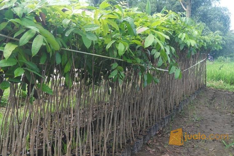 Bibit Kayu Mahoni Bersertifikat | Bibit Pohon Kayu Mahoni | Harga Bibit Kayu Mahoni Murah