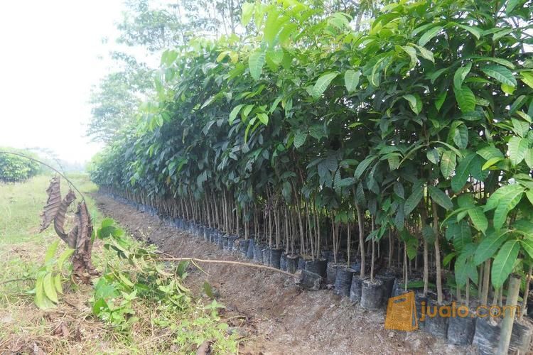 Bibit Kayu Mahoni Bersertifikat | Bibit Pohon Kayu Mahoni | Harga Bibit Kayu Mahoni Murah