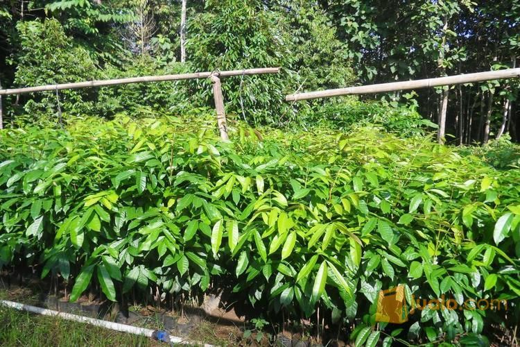 Bibit Kayu Mahoni Bersertifikat | Bibit Pohon Kayu Mahoni | Harga Bibit Kayu Mahoni Murah