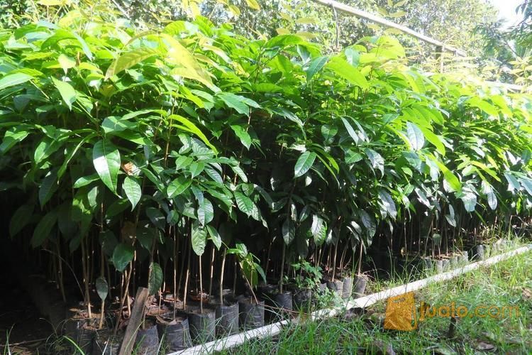 Bibit Kayu Mahoni Bersertifikat | Bibit Pohon Kayu Mahoni | Harga Bibit Kayu Mahoni Murah