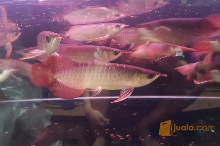 ikan arwana super red gen merah 23cm