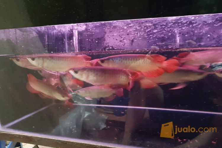 ikan arwana super red gen merah 23cm