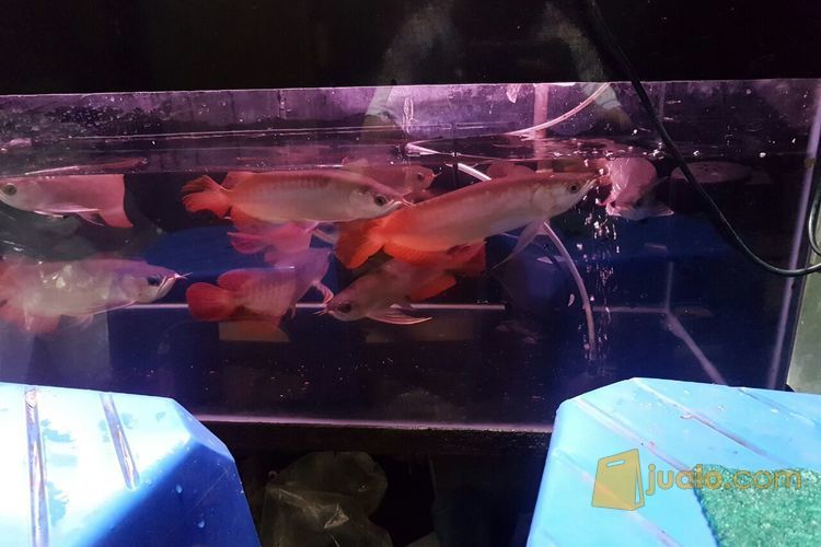 ikan arwana super red gen merah 23cm