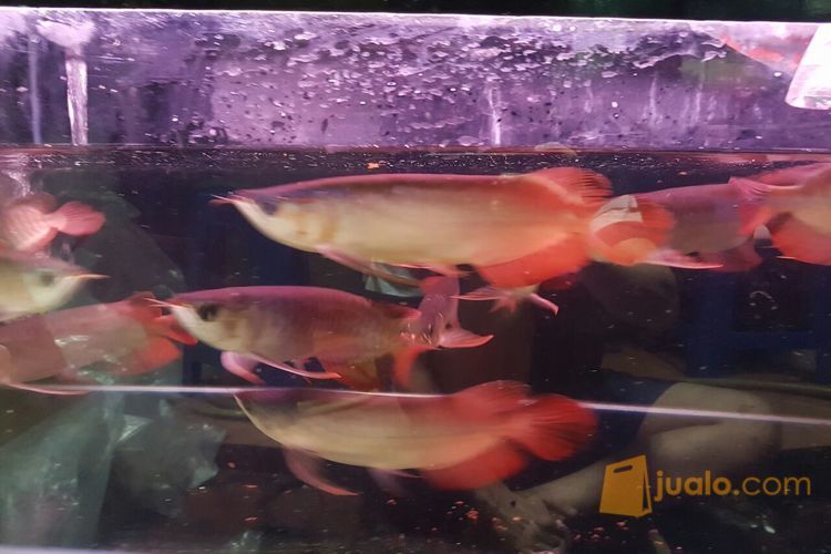 ikan arwana super red gen merah 23cm