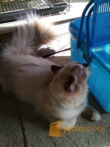 kucing persia himalaya medium ragdoll
