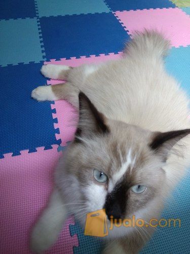kucing persia himalaya medium ragdoll