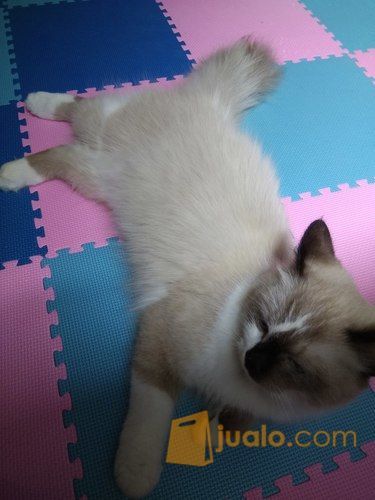 kucing persia himalaya medium ragdoll