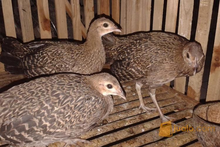 Ayam Hutan Hijau Betina jinak