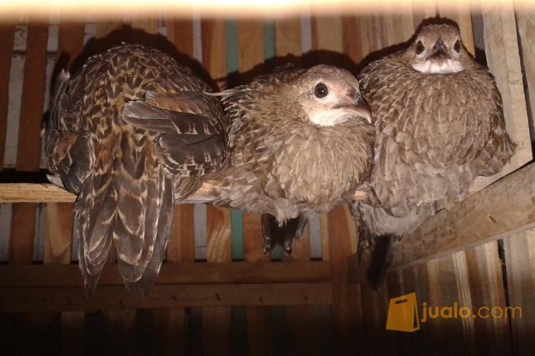 Ayam Hutan Hijau Betina jinak