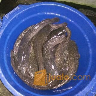 indukan lele bersertifikasi