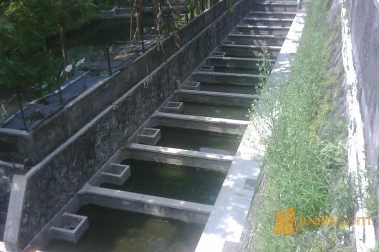 indukan lele bersertifikasi