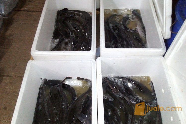 indukan lele bersertifikasi