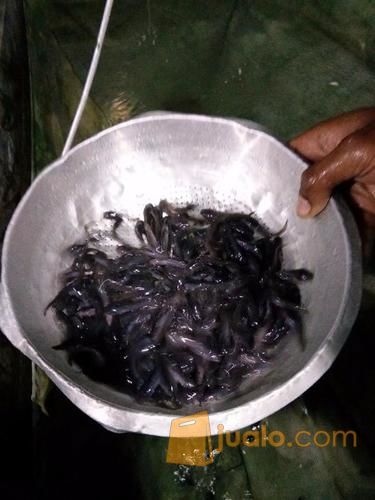 Jual benih lele harga murah